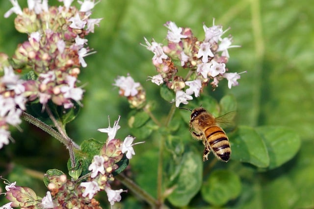 Free download flowers bee honeybee insect free picture to be edited with GIMP free online image editor