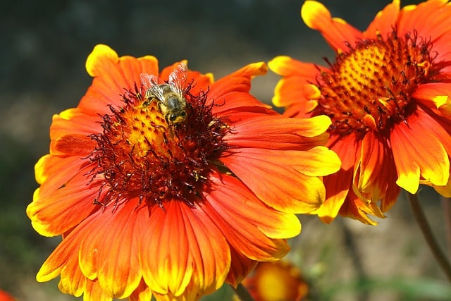 Free download flowers bee honey bee insect wings free picture to be edited with GIMP free online image editor