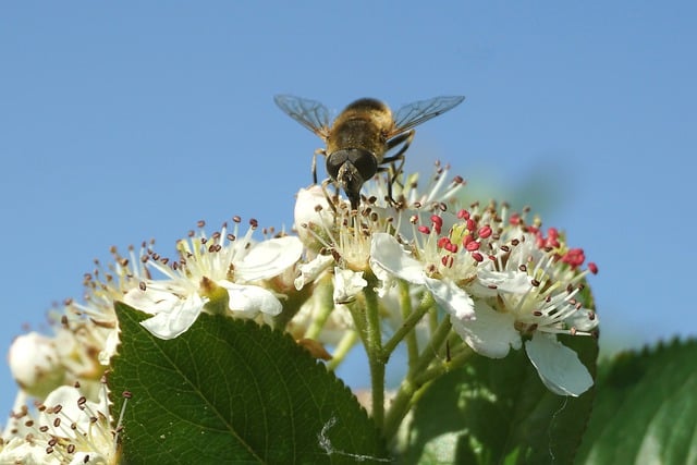 Free download flowers bee insect wings free picture to be edited with GIMP free online image editor