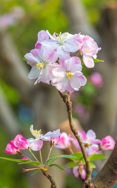 Free download flowers begonia flowers spring free picture to be edited with GIMP free online image editor