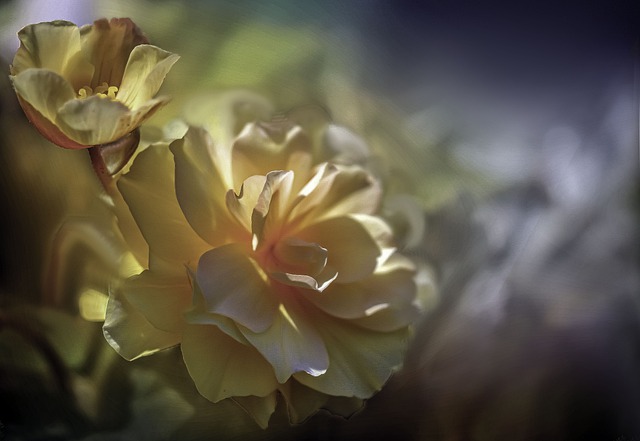 Free download flowers begonia plant nature macro free picture to be edited with GIMP free online image editor