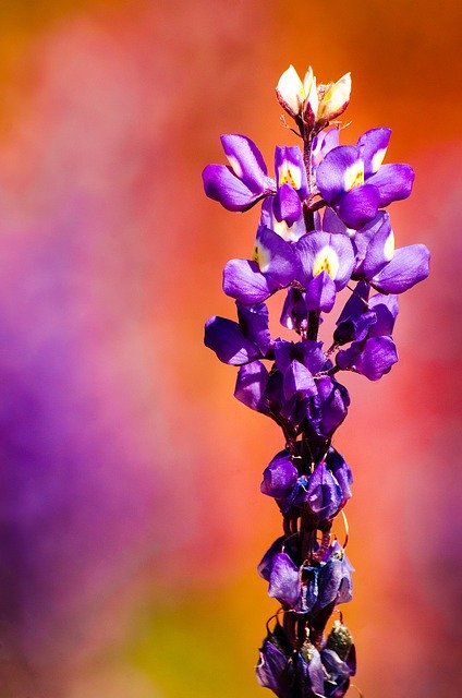 Muat turun percuma Flowers Behold Plants - foto atau gambar percuma untuk diedit dengan editor imej dalam talian GIMP