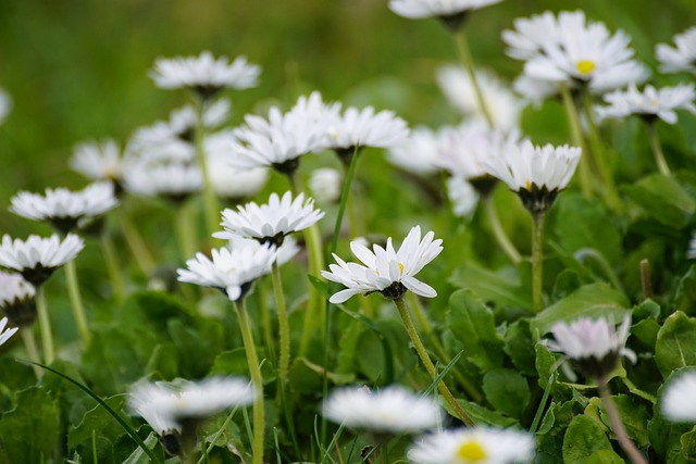 Free download flowers bellis perennis daisy white free picture to be edited with GIMP free online image editor