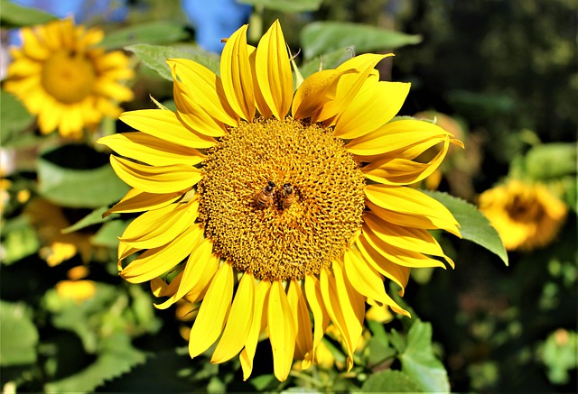 Free download flowers bi garden insect nature free picture to be edited with GIMP free online image editor