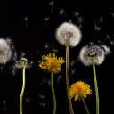 Flowers bloom and wither  screen for extension Chrome web store in OffiDocs Chromium