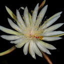 Flowers bloom at night  screen for extension Chrome web store in OffiDocs Chromium