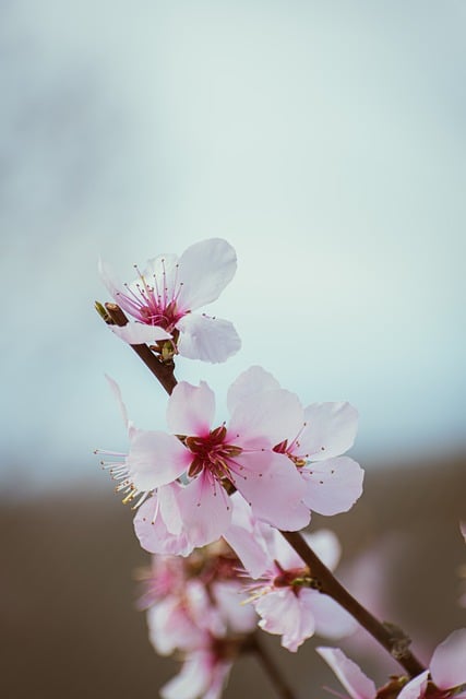 Free download flowers bloom blooming free picture to be edited with GIMP free online image editor