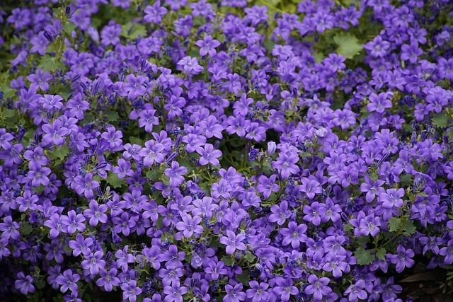Free download flowers bloom blossom botany field free picture to be edited with GIMP free online image editor