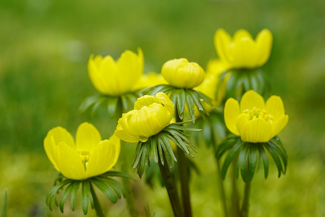 Free download flowers bloom blossom growth free picture to be edited with GIMP free online image editor
