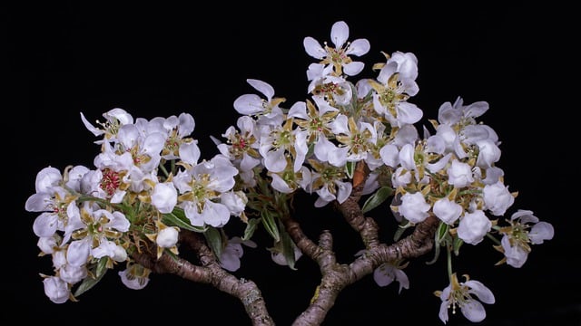 Free download flowers bloom blossom nature free picture to be edited with GIMP free online image editor