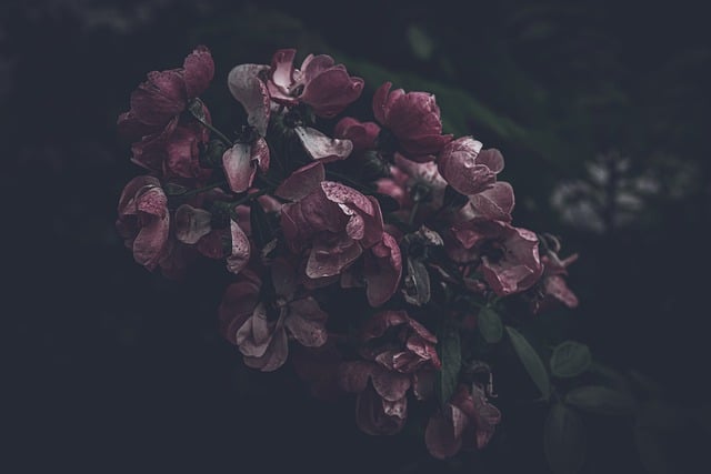 Descarga gratuita de flores, flores, flores, árboles, imágenes gratuitas para editar con el editor de imágenes en línea gratuito GIMP.