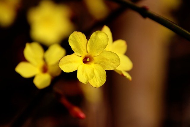 Kostenloser Download Blumen blühen Botanik freies Bild zur Bearbeitung mit dem kostenlosen Online-Bildeditor GIMP