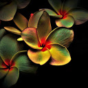 Flowers bloom brightly  screen for extension Chrome web store in OffiDocs Chromium