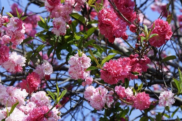 Free download Flowers Blooming Cherry -  free photo or picture to be edited with GIMP online image editor