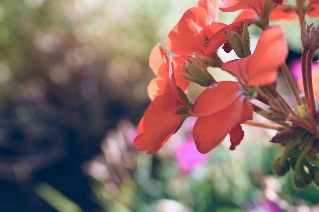 ดาวน์โหลดฟรี Flowers Blooming Petals - ภาพถ่ายหรือรูปภาพฟรีที่จะแก้ไขด้วยโปรแกรมแก้ไขรูปภาพออนไลน์ GIMP