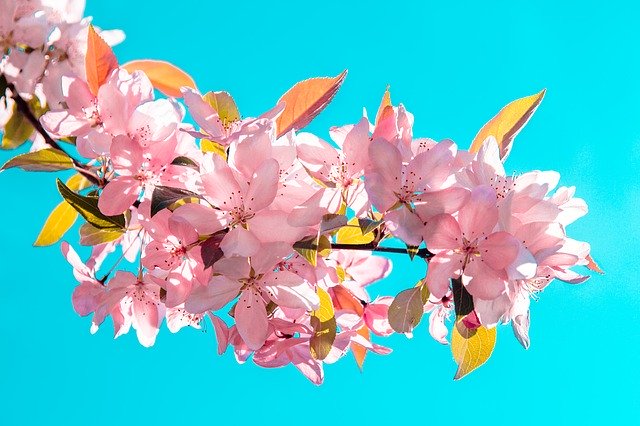 ピンクに咲く花を無料ダウンロード - GIMP オンライン画像エディターで編集できる無料の写真または画像