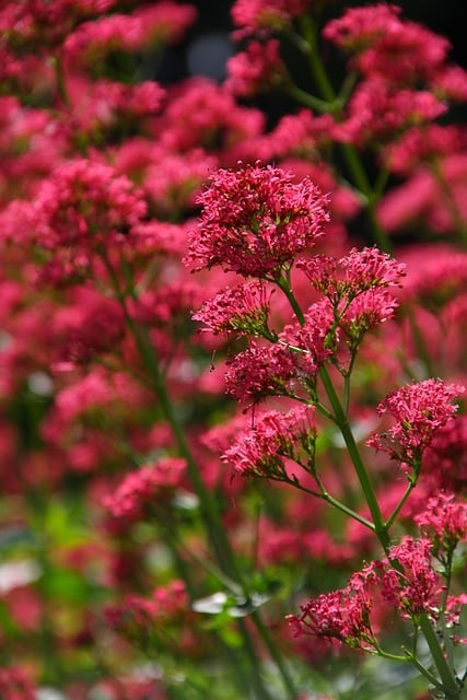 Free download flowers blooming plant flora red free picture to be edited with GIMP free online image editor