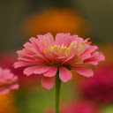 Flowers bloom in spring  screen for extension Chrome web store in OffiDocs Chromium