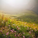 Flowers bloom in the forest  screen for extension Chrome web store in OffiDocs Chromium
