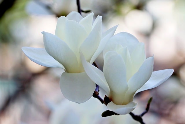 Free download flowers bloom magnolia blossom free picture to be edited with GIMP free online image editor