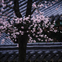 Flowers bloom on the roof  screen for extension Chrome web store in OffiDocs Chromium