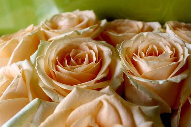 Free download flowers bloom roses bouquet flora free picture to be edited with GIMP free online image editor
