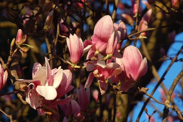 Download gratuito Flowers Bloom Spring: foto o immagine gratuita da modificare con l'editor di immagini online GIMP