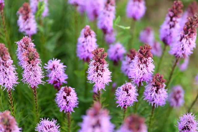 قم بتنزيل صورة مجانية للزهور تتفتح في الربيع والنباتات الأرجوانية مجانًا لتحريرها باستخدام محرر الصور المجاني عبر الإنترنت GIMP