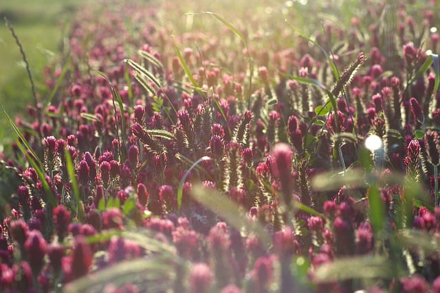 Gratis download bloemen bloeien zonsondergang natuur lente gratis foto om te bewerken met GIMP gratis online afbeeldingseditor