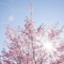 Flowers bloom under the sunlight  screen for extension Chrome web store in OffiDocs Chromium