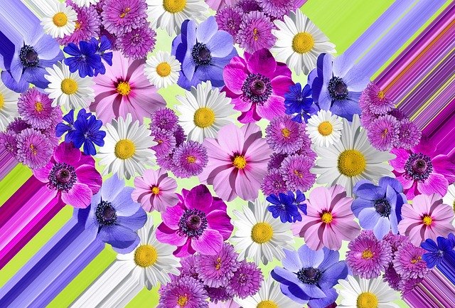 Free download Flowers Blossom Bloom -  free photo or picture to be edited with GIMP online image editor