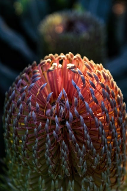 Free download flowers blossom glowing banksia free picture to be edited with GIMP free online image editor