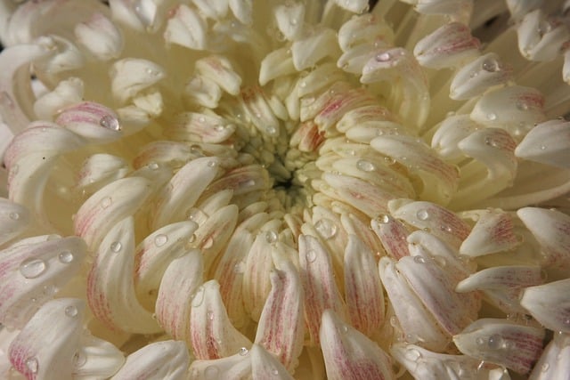 Free download flowers blossom nature autumn free picture to be edited with GIMP free online image editor