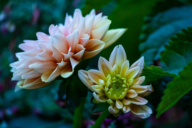 Безкоштовно завантажте Flowers Blossom Plant – безкоштовну фотографію чи зображення для редагування за допомогою онлайн-редактора зображень GIMP