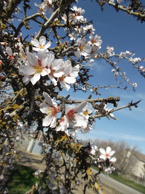 Téléchargement gratuit Flowers Blossoms - photo ou image gratuite à éditer avec l'éditeur d'images en ligne GIMP