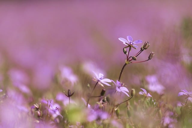 Free download flowers blossoms meadow purple free picture to be edited with GIMP free online image editor