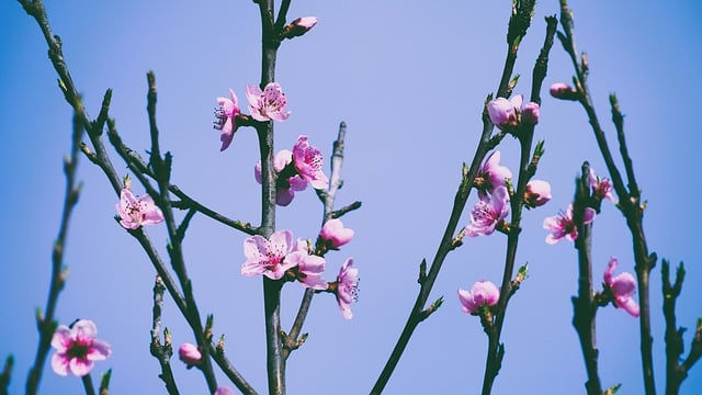 Free download flowers blossoms peach blossom free picture to be edited with GIMP free online image editor
