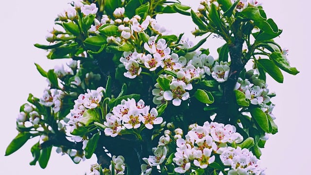 Free download flowers blossoms pear tree tree free picture to be edited with GIMP free online image editor