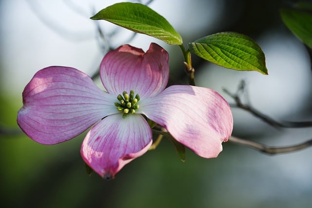 Free download flowers blossoms spring nature free picture to be edited with GIMP free online image editor