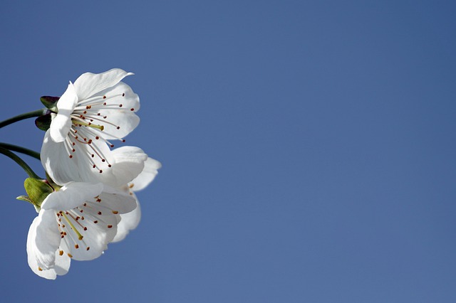 Free download flowers blossoms tree petals free picture to be edited with GIMP free online image editor
