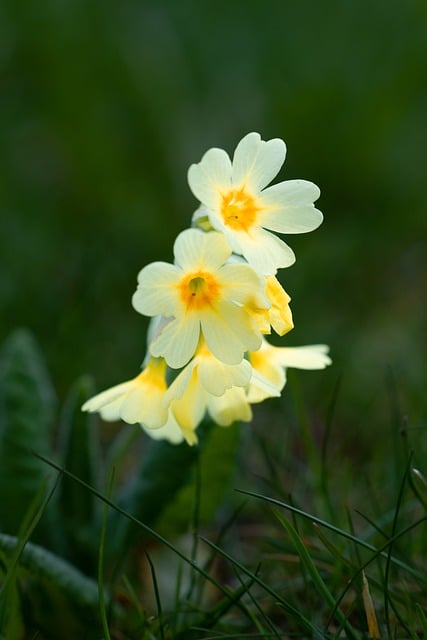 Free download flowers blossoms yellow free picture to be edited with GIMP free online image editor