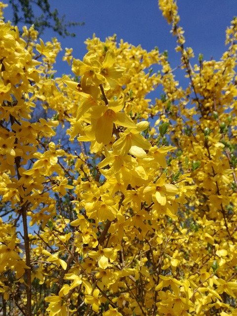 Muat turun percuma Flowers Blossom Yellow - foto atau gambar percuma untuk diedit dengan editor imej dalam talian GIMP