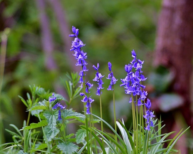 Free download Flowers Blue Bellflower -  free photo or picture to be edited with GIMP online image editor