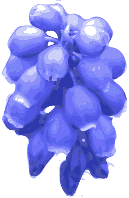 Free download Flowers Bluebells Grape Hyacinth - Free vector graphic on Pixabay free illustration to be edited with GIMP free online image editor