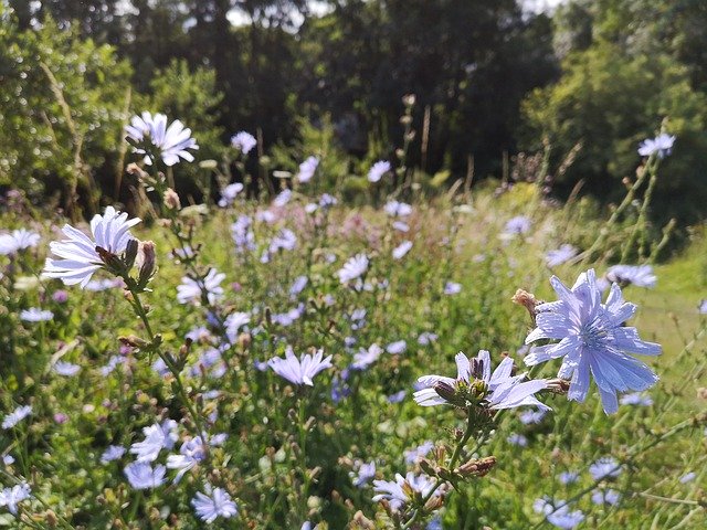 花、青い野原を無料ダウンロード - GIMP オンライン画像エディターで編集できる無料の写真または画像