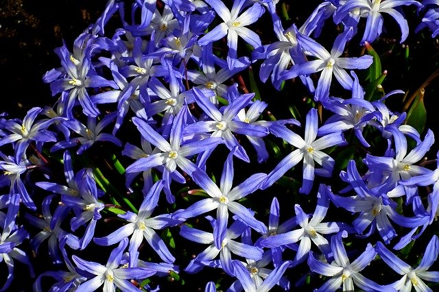 Descărcare gratuită Flowers Blue Flourishing - fotografie sau imagini gratuite pentru a fi editate cu editorul de imagini online GIMP