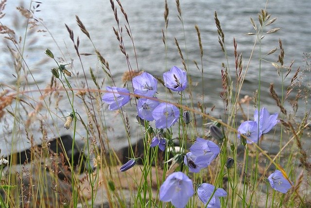 Descarga gratuita Flowers Blue Nature - foto o imagen gratuita para editar con el editor de imágenes en línea GIMP