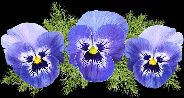 Free download Flowers Blue Pansies -  free free photo or picture to be edited with GIMP online image editor