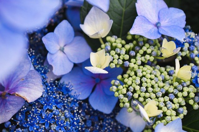 Download gratuito di Flowers Blue Purple: foto o immagine gratuita da modificare con l'editor di immagini online GIMP