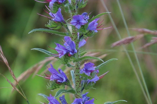 Muat turun percuma Flowers Blue Purple Botanical - foto atau gambar percuma untuk diedit dengan editor imej dalam talian GIMP